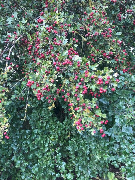 Ashes wood tree